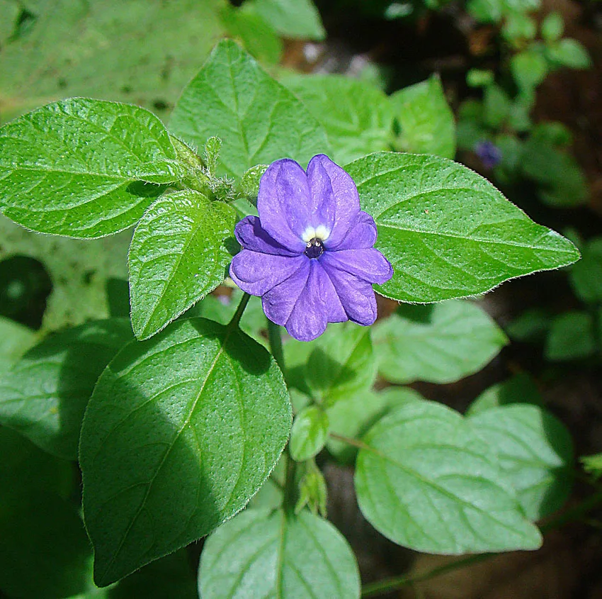 Jamaican Forget Me Not (Browallia americana)