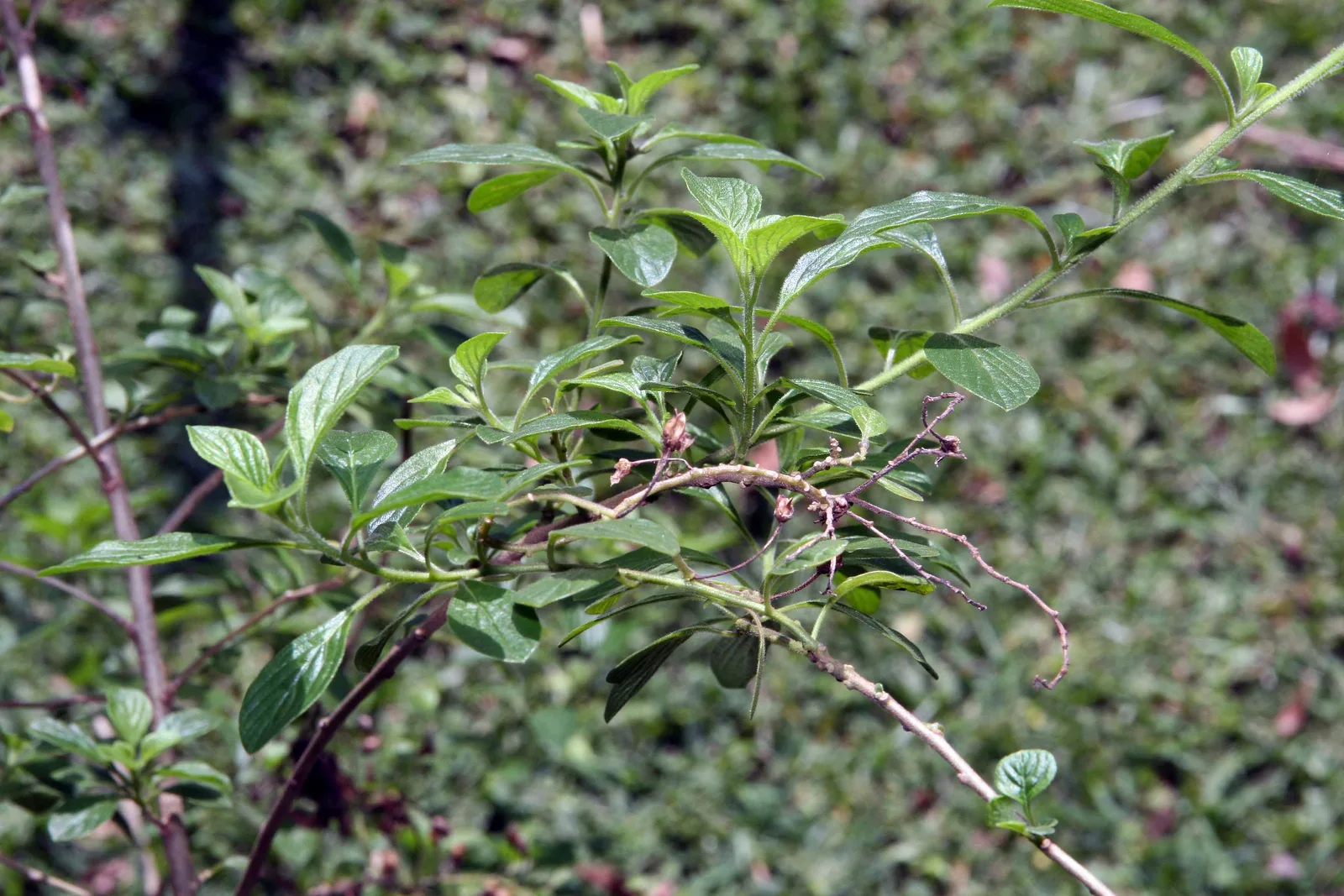 Marmalade Bush (Streptosolen jamesonii)