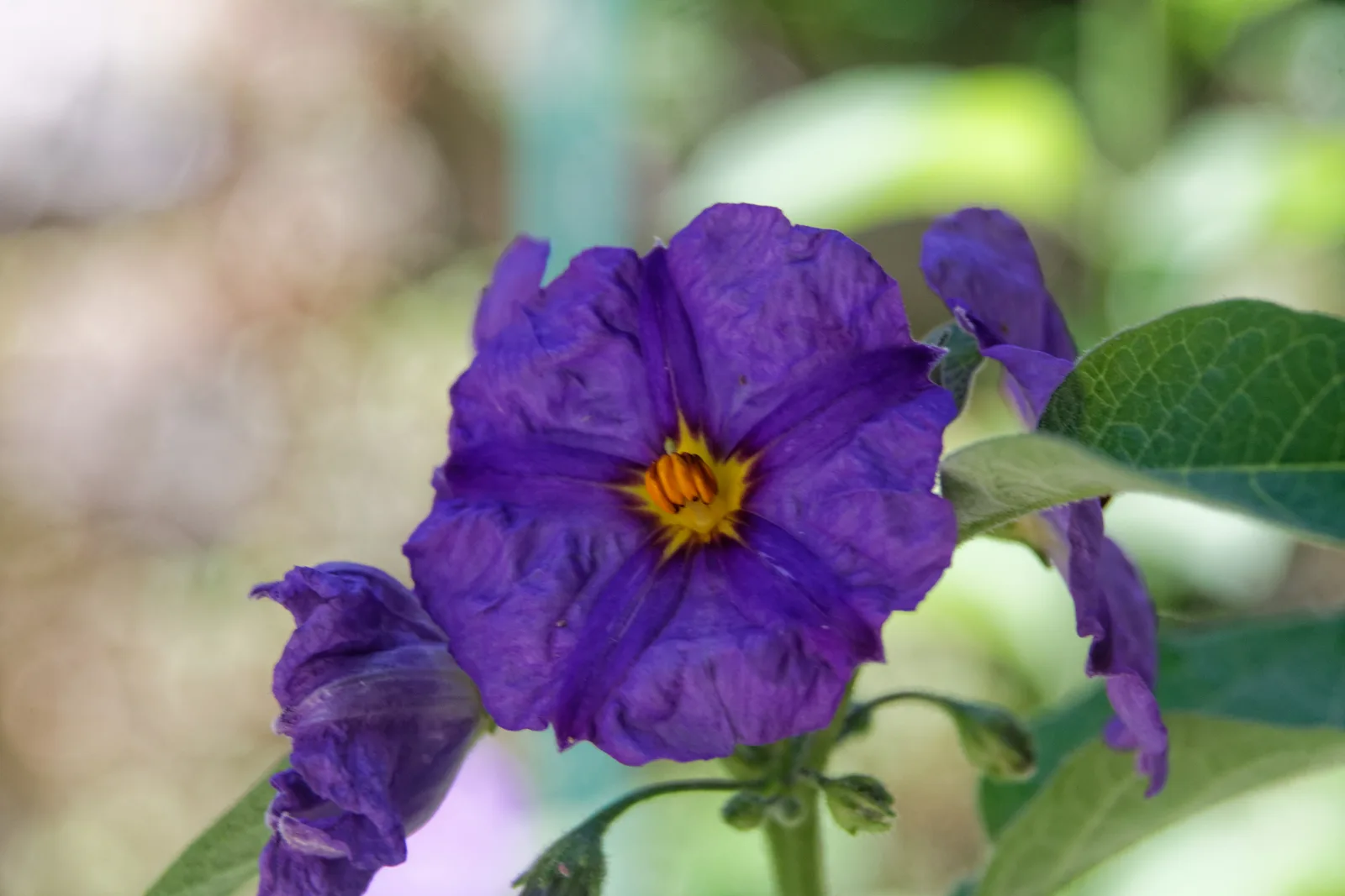 Blue Potato Bush (Lycianthes rantonnetii)