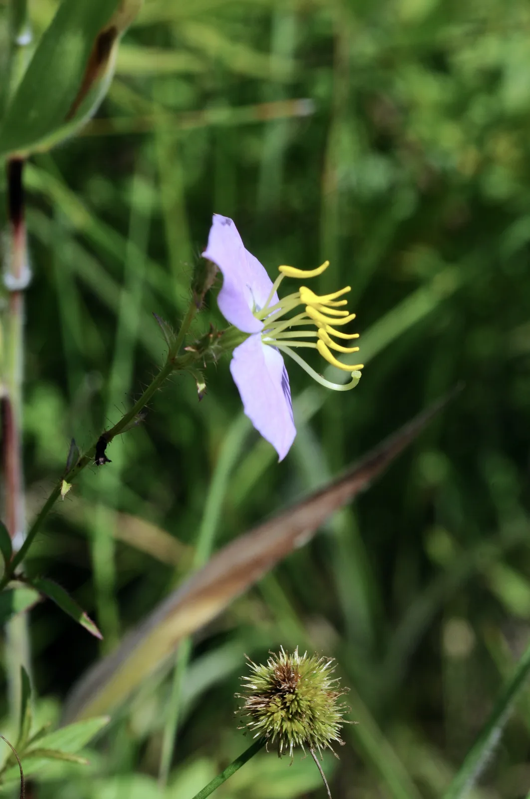 Maryland Meadow Beauty (Rhexia mariana)