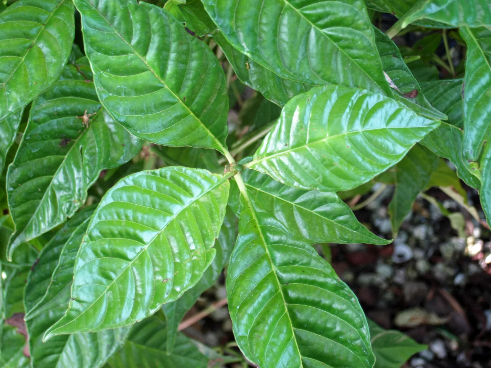 Wild Coffee (Psychotria nervosa)