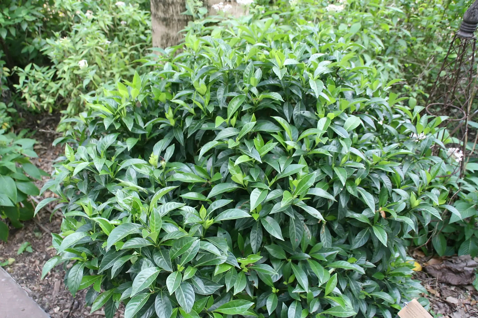 Bahama Wild Coffee (Psychotria ligustrifolia)