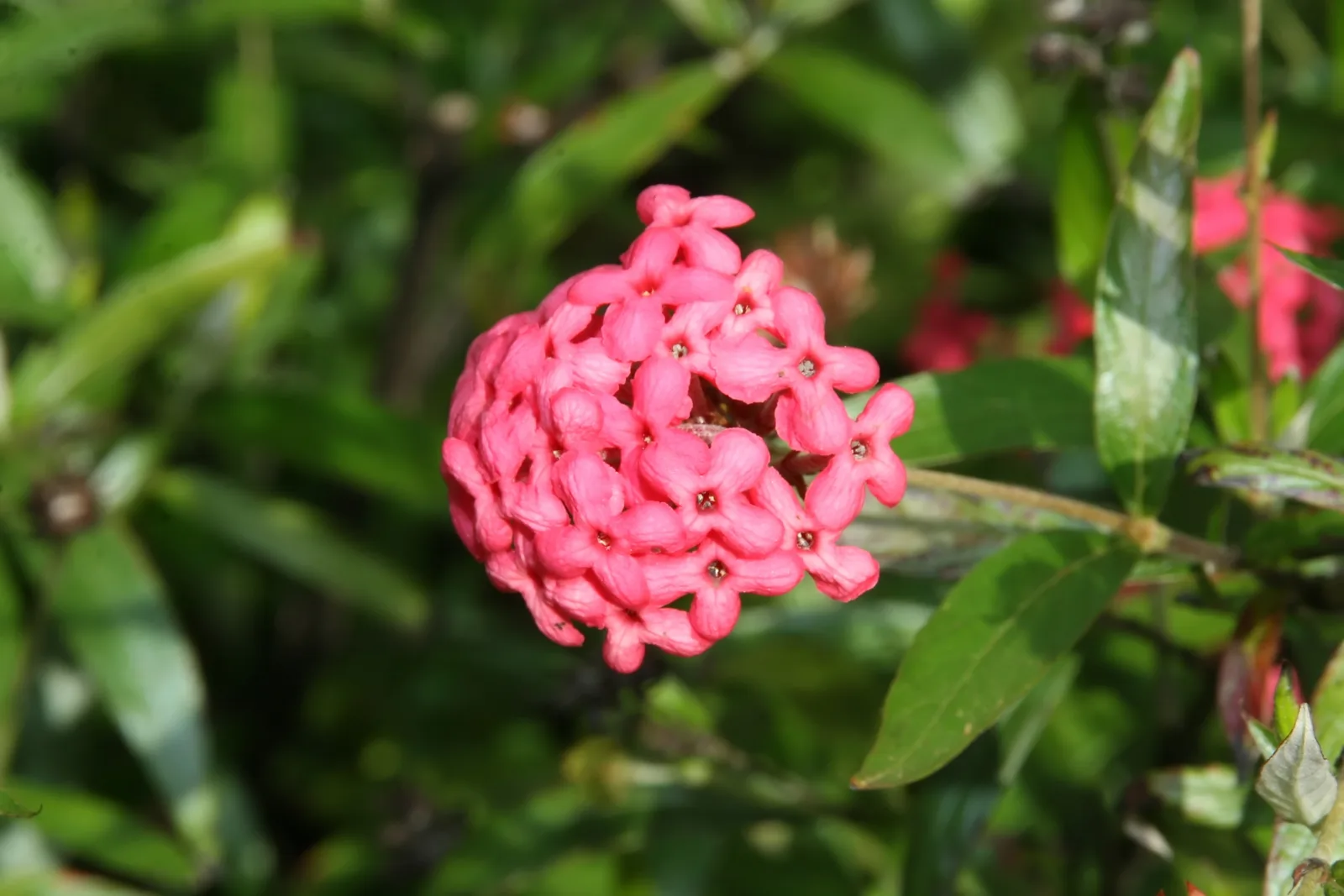Panama Rose (Rondeletia leucophylla)