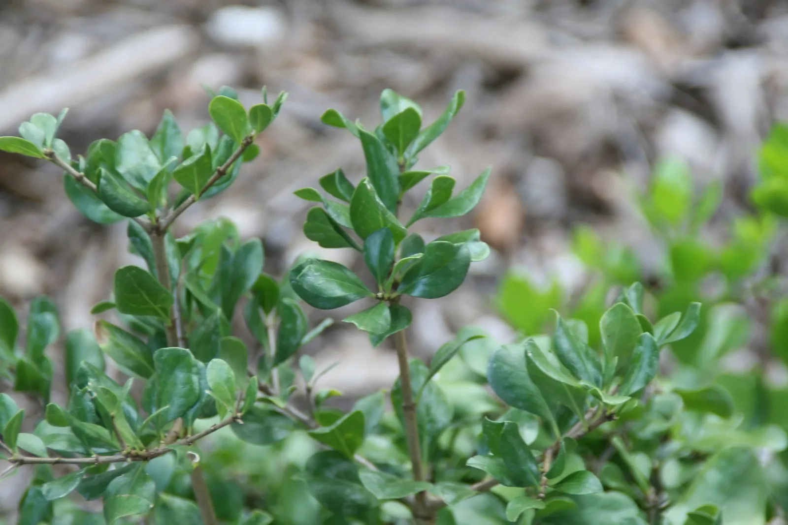 Indigo Berry (Randia aculeata)