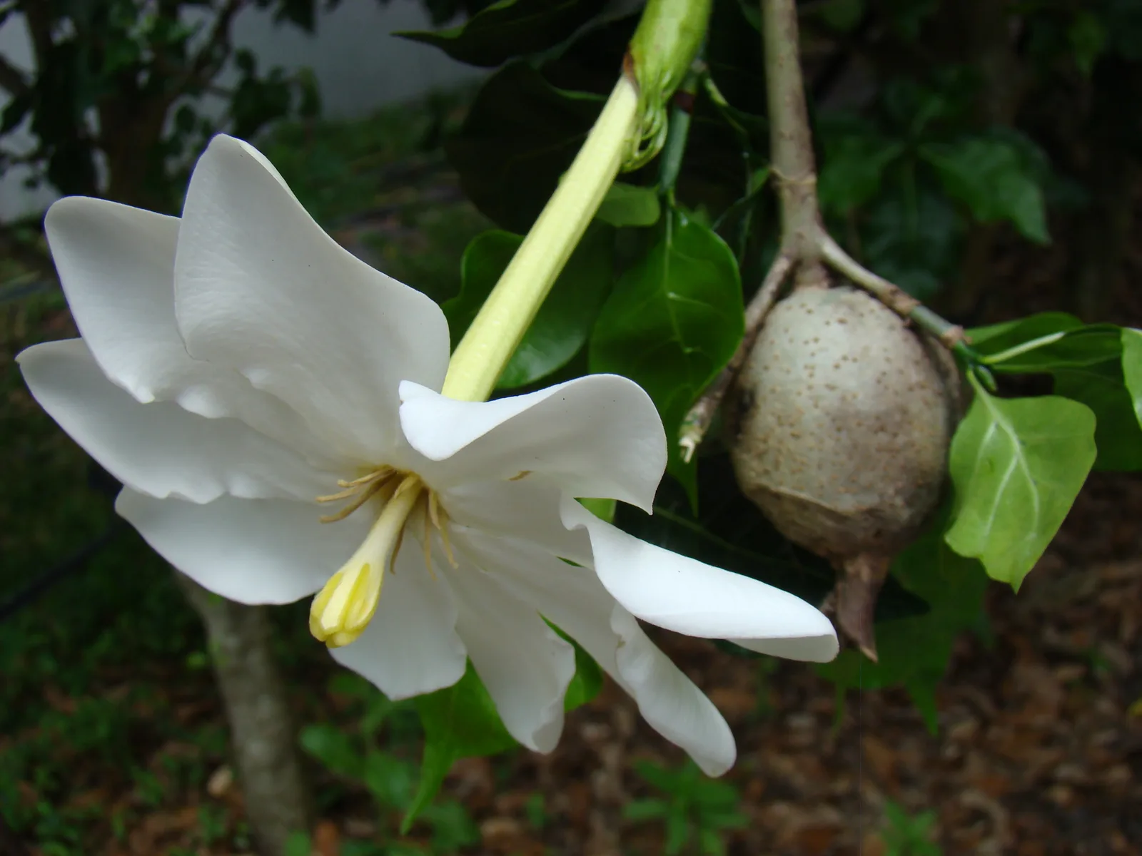 Forest Gardenia (Gardenia thunbergia)