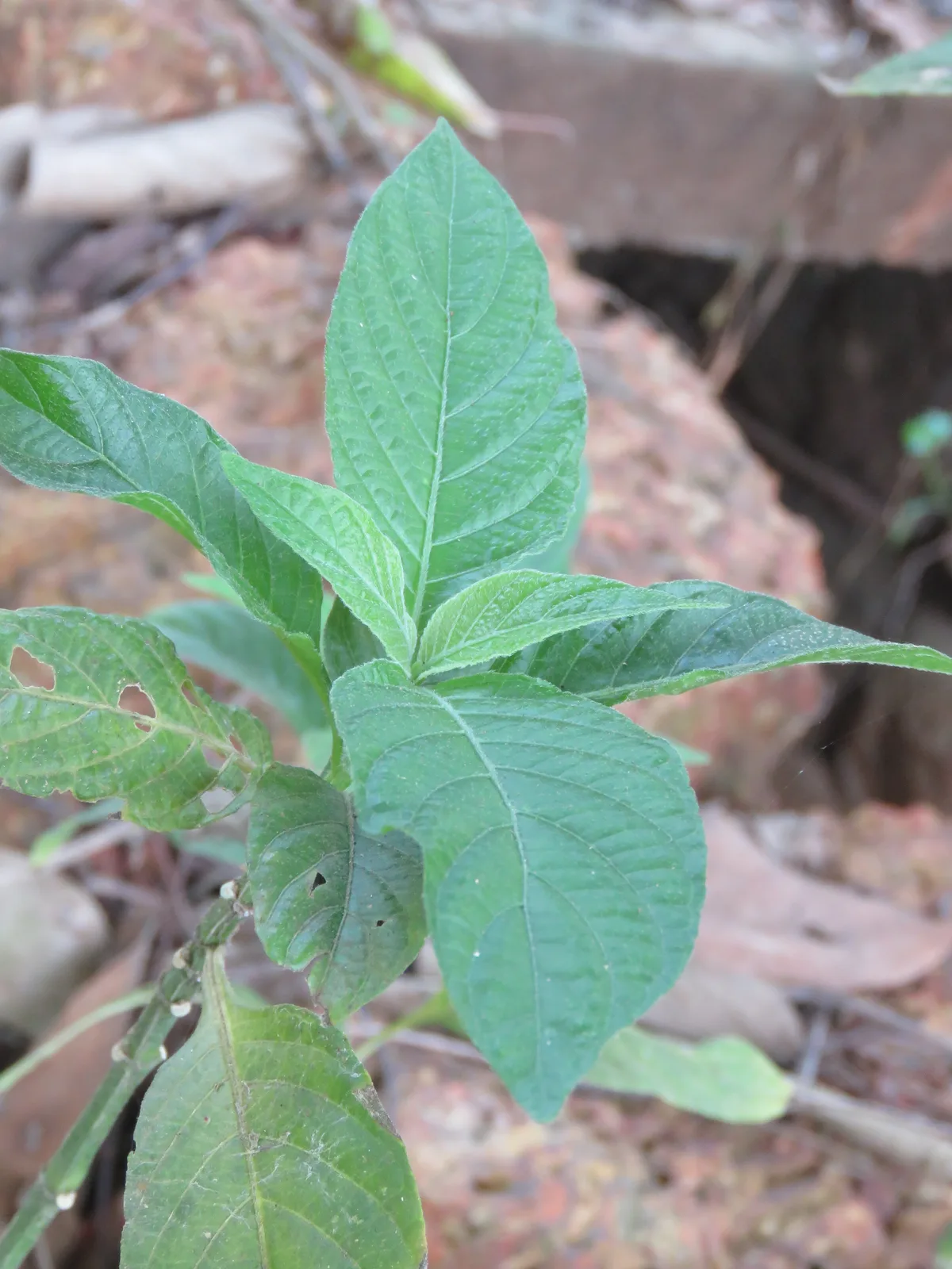 Red Ruellia (Ruellia elegans)