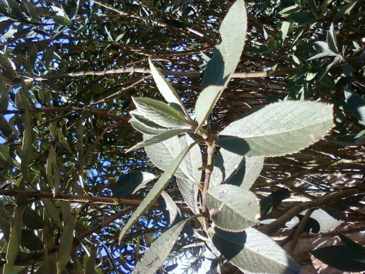 Kurinji (Strobilanthes kunthiana)
