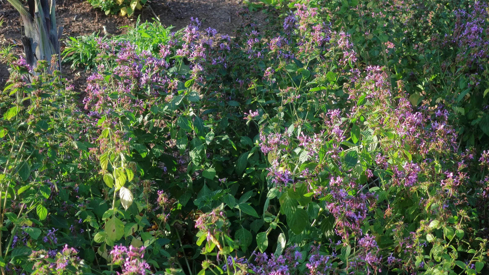 Ribbon Bush (Hypoestes aristata)
