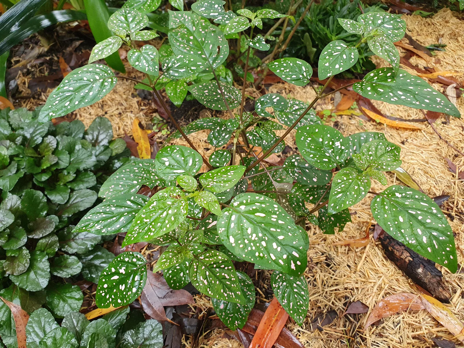 Polka Dot Plant