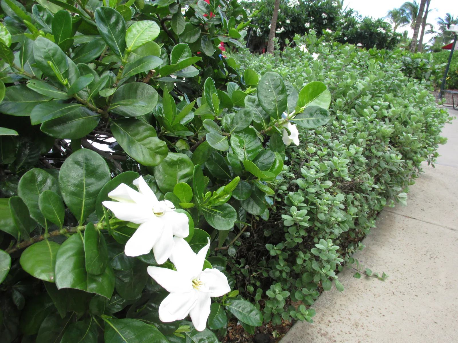 Tahitian Gardenia (Gardenia taitensis)