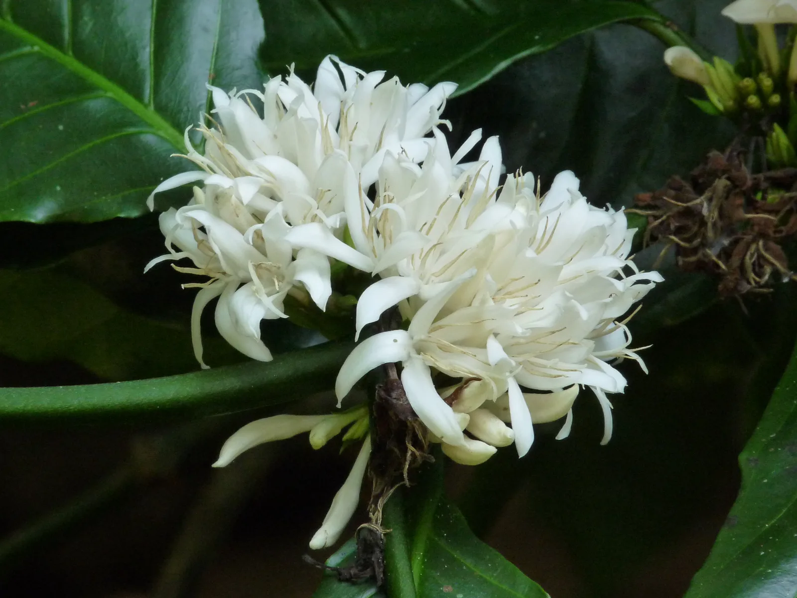 Robusta Coffee (Coffea canephora)