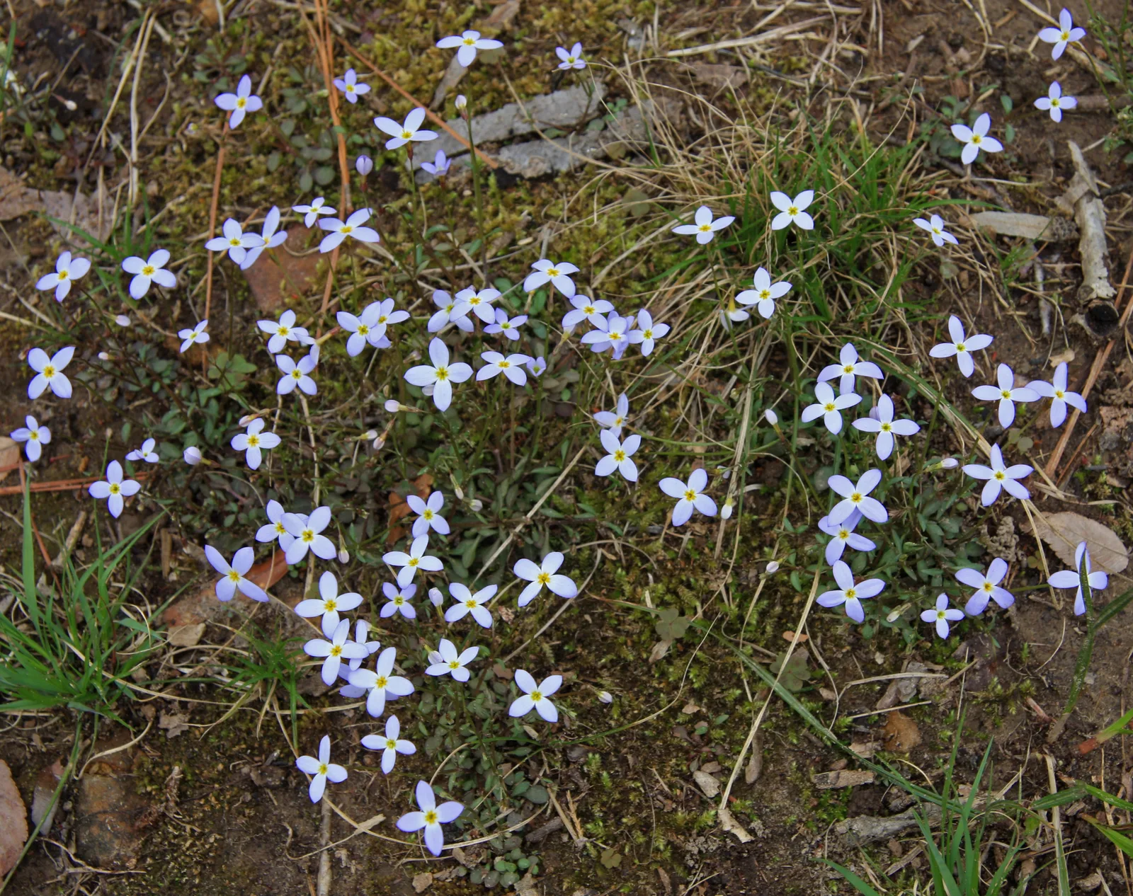 Bluets (Houstonia caerulea)