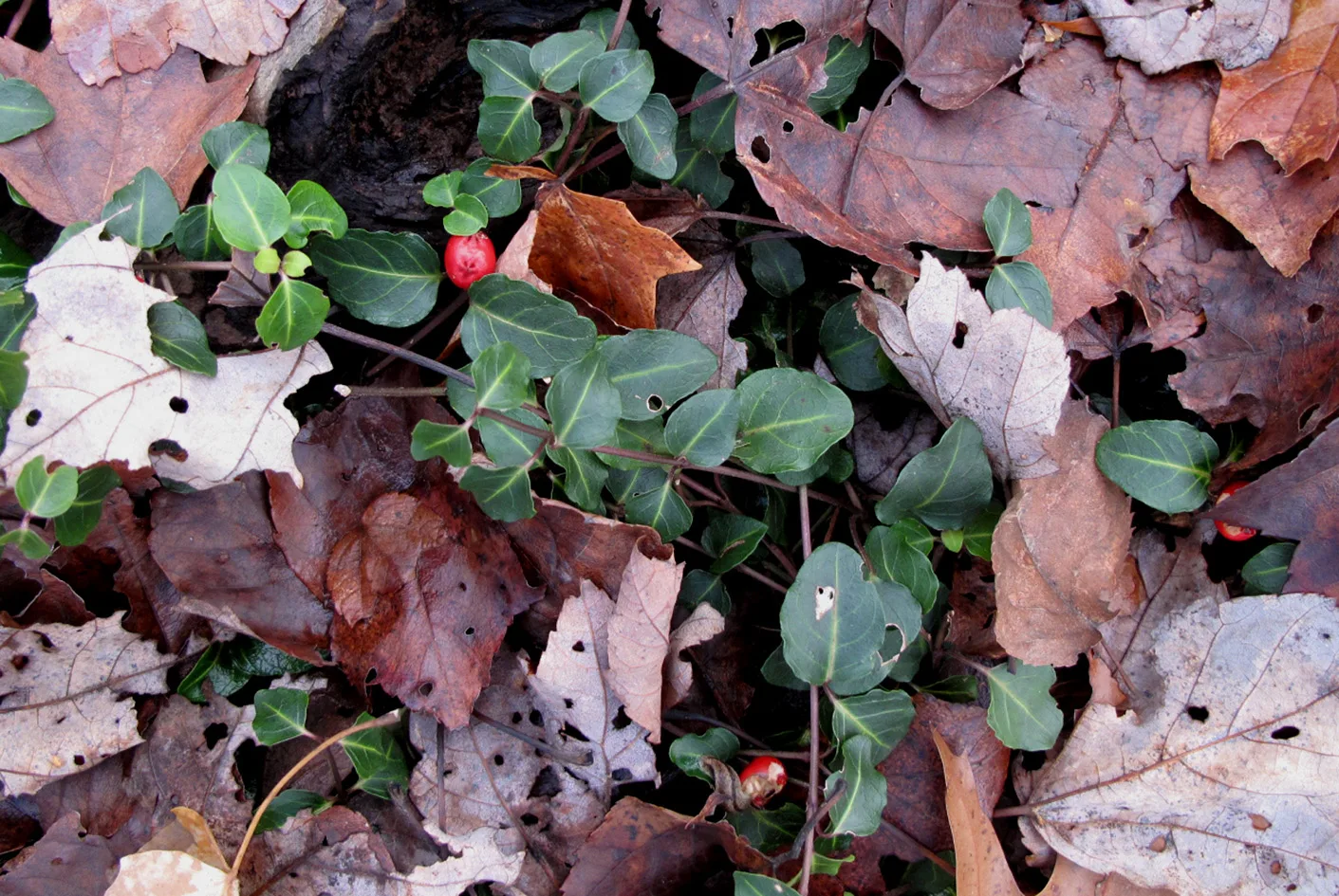 Partridgeberry