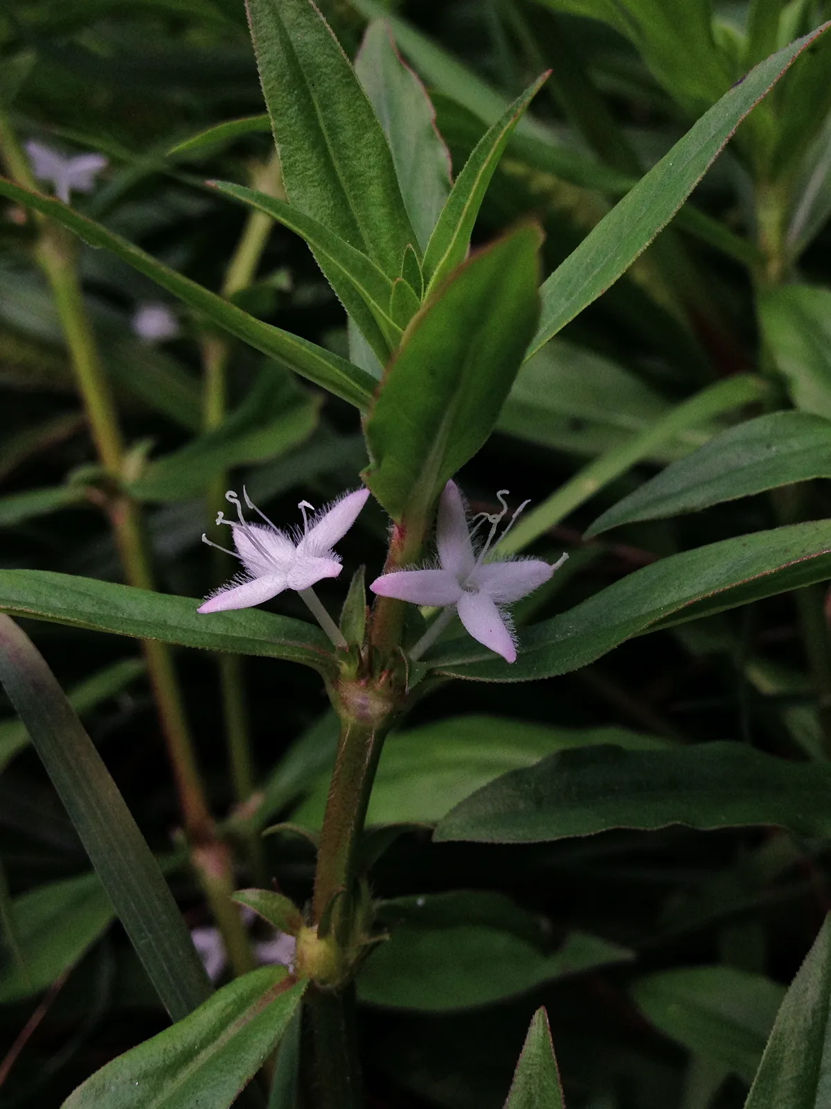 Buttonweed (Diodia virginiana)