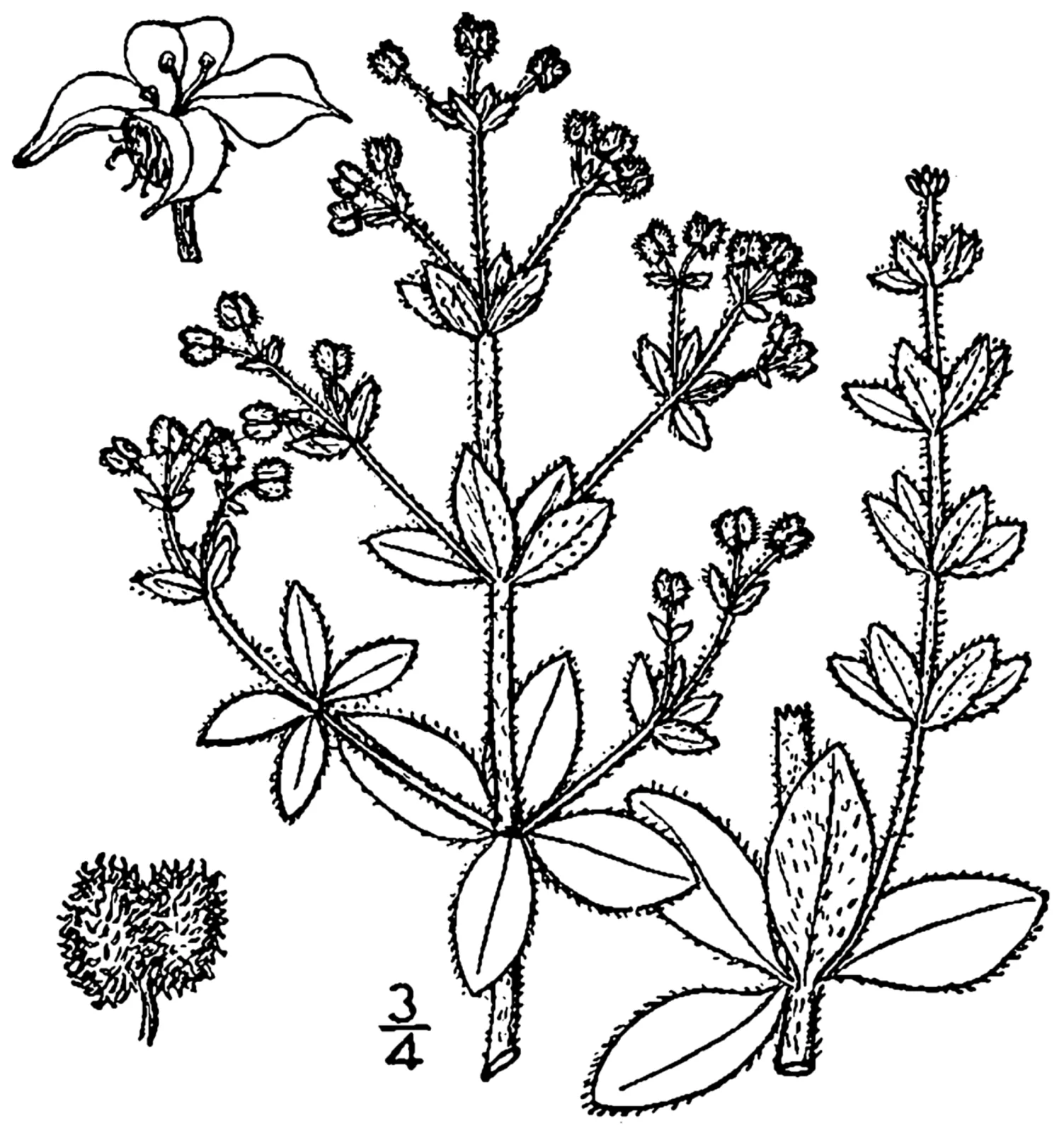 Hairy Bedstraw