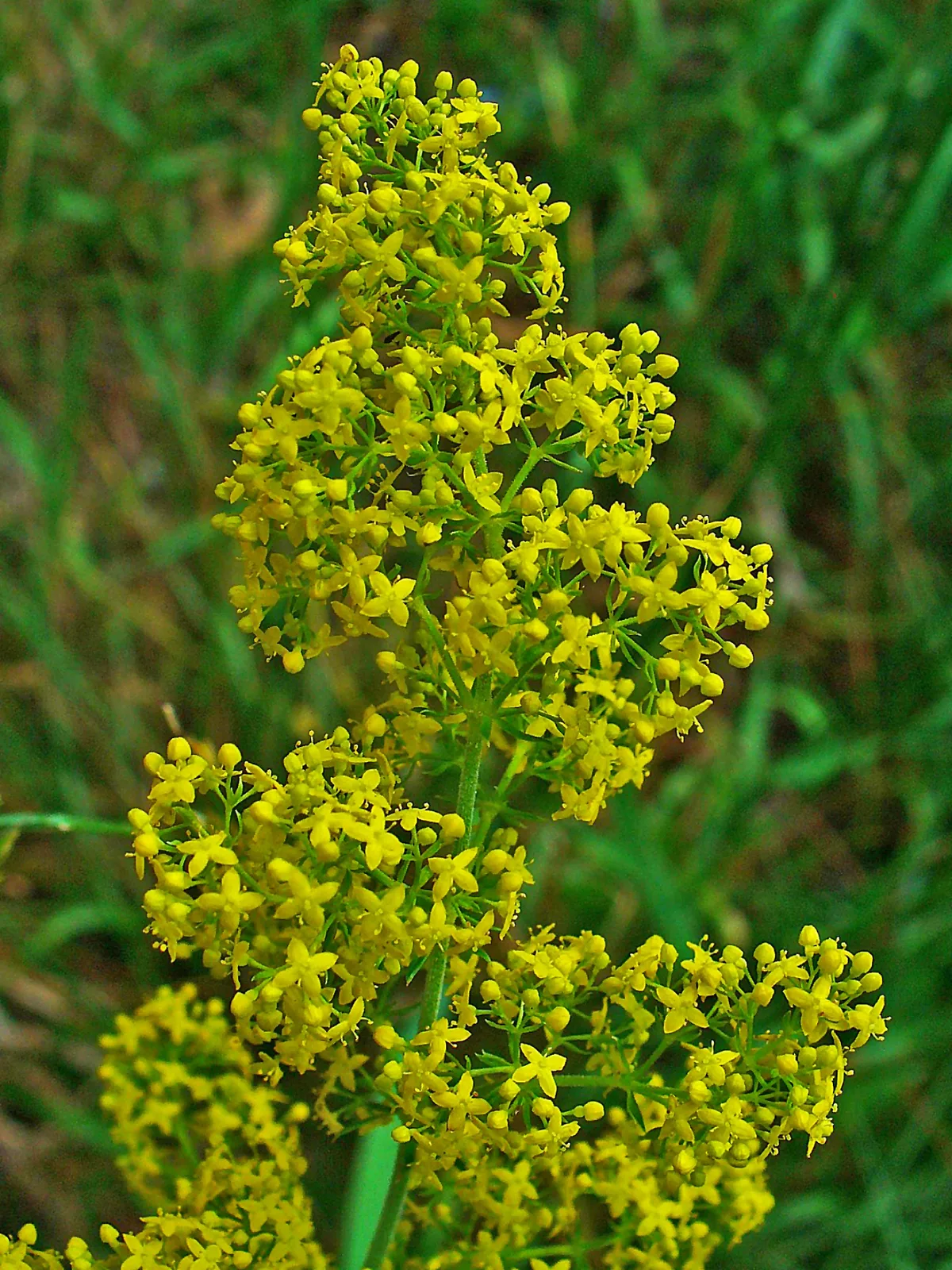 Yellow Bedstraw (Galium verum)