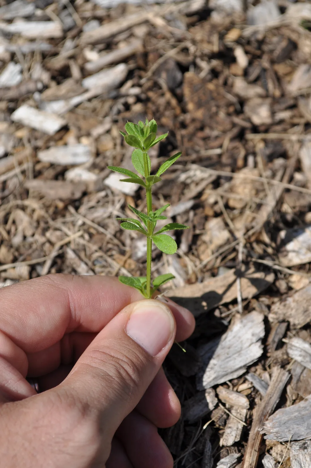 Catchweed Bedstraw (Galium aparine)