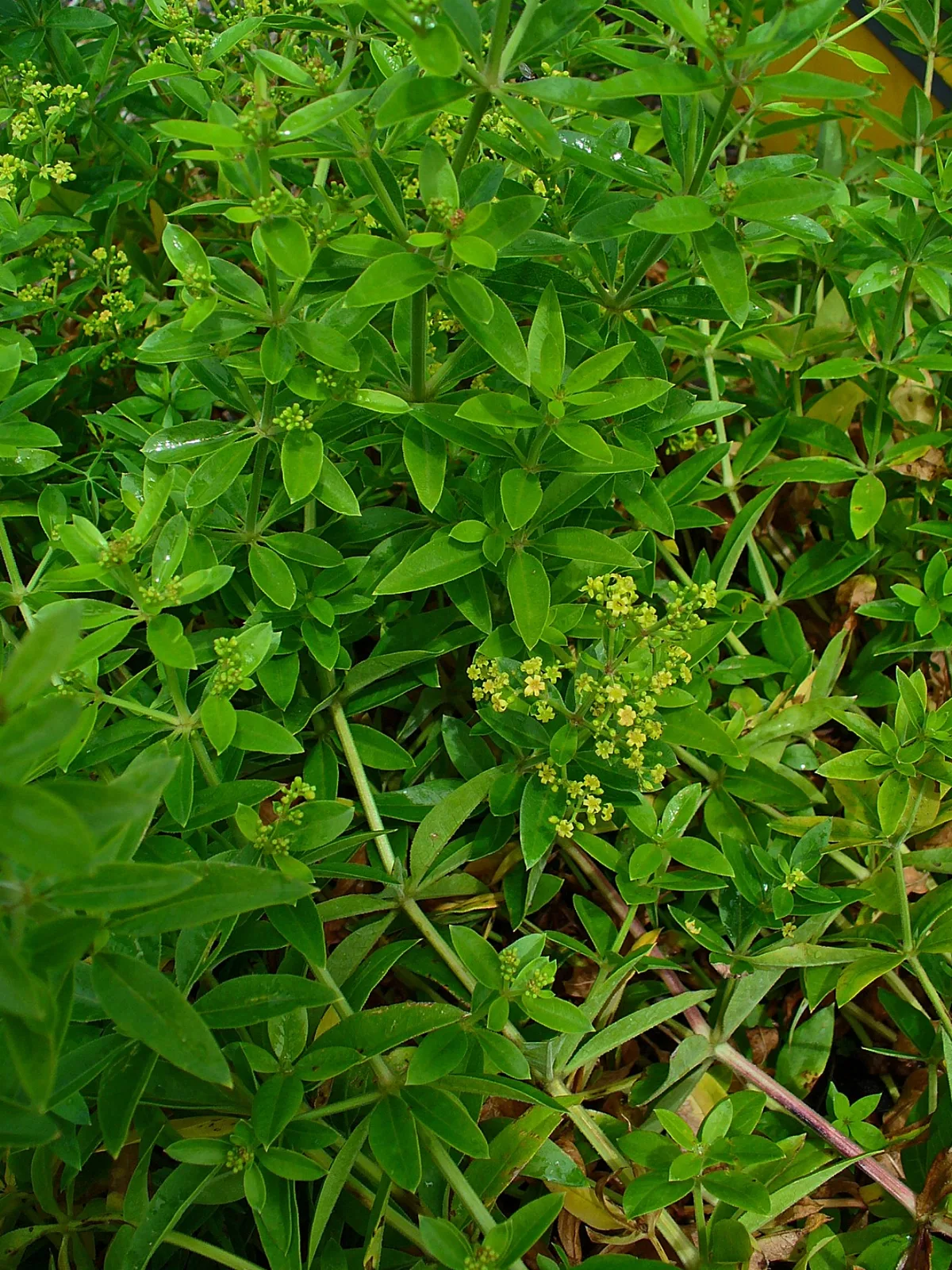 Madder (Rubia tinctorum)