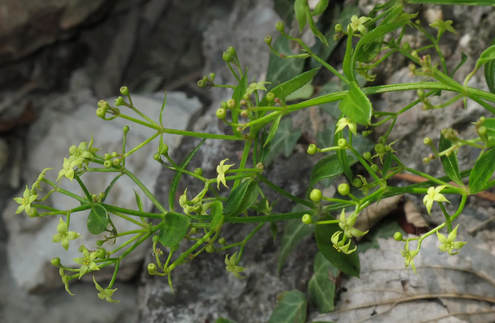 Wild Madder (Rubia peregrina)
