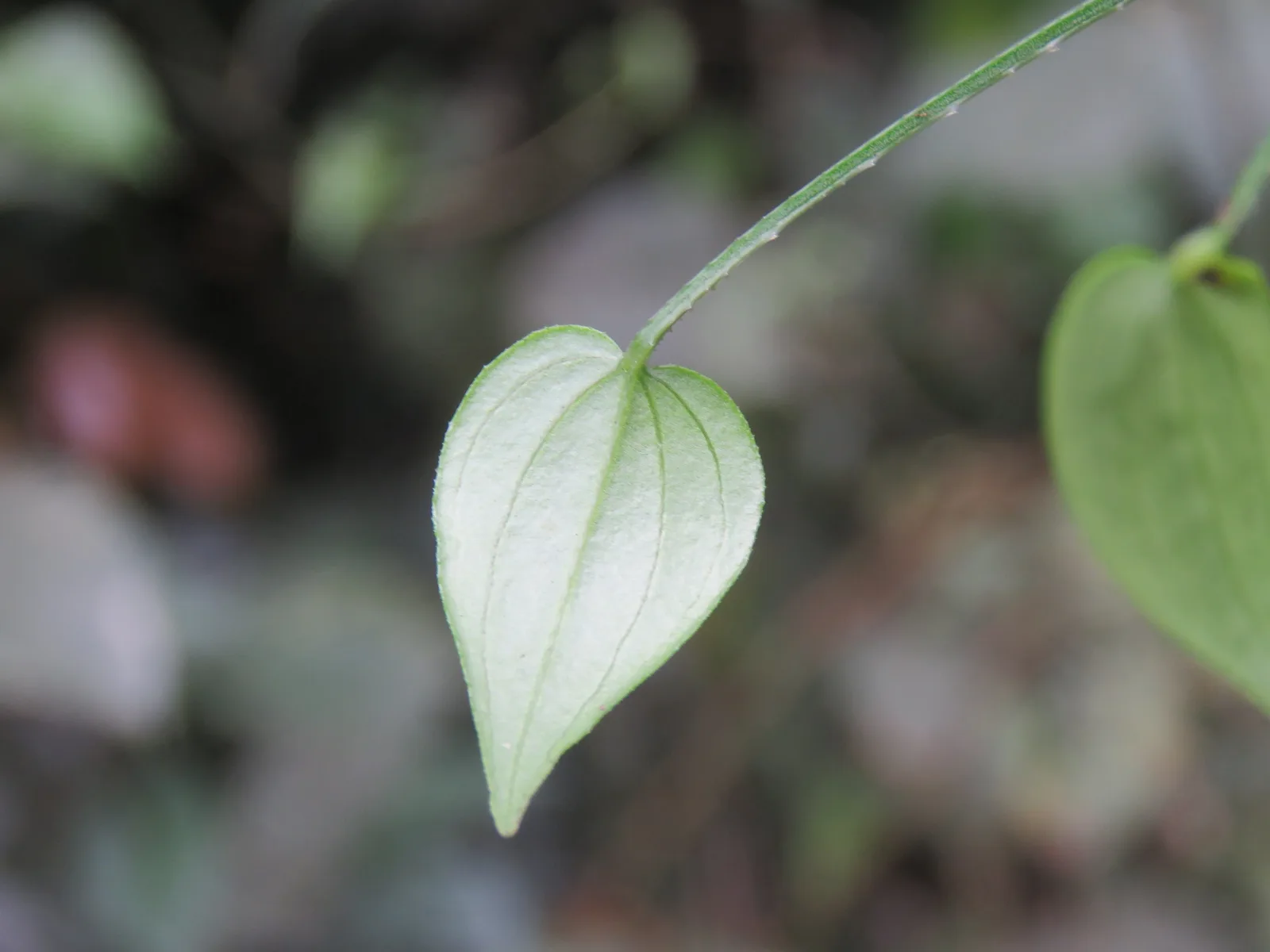 Indian Madder (Rubia cordifolia)