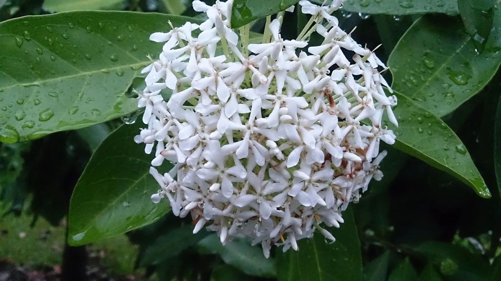 White Ixora (Ixora finlaysoniana)