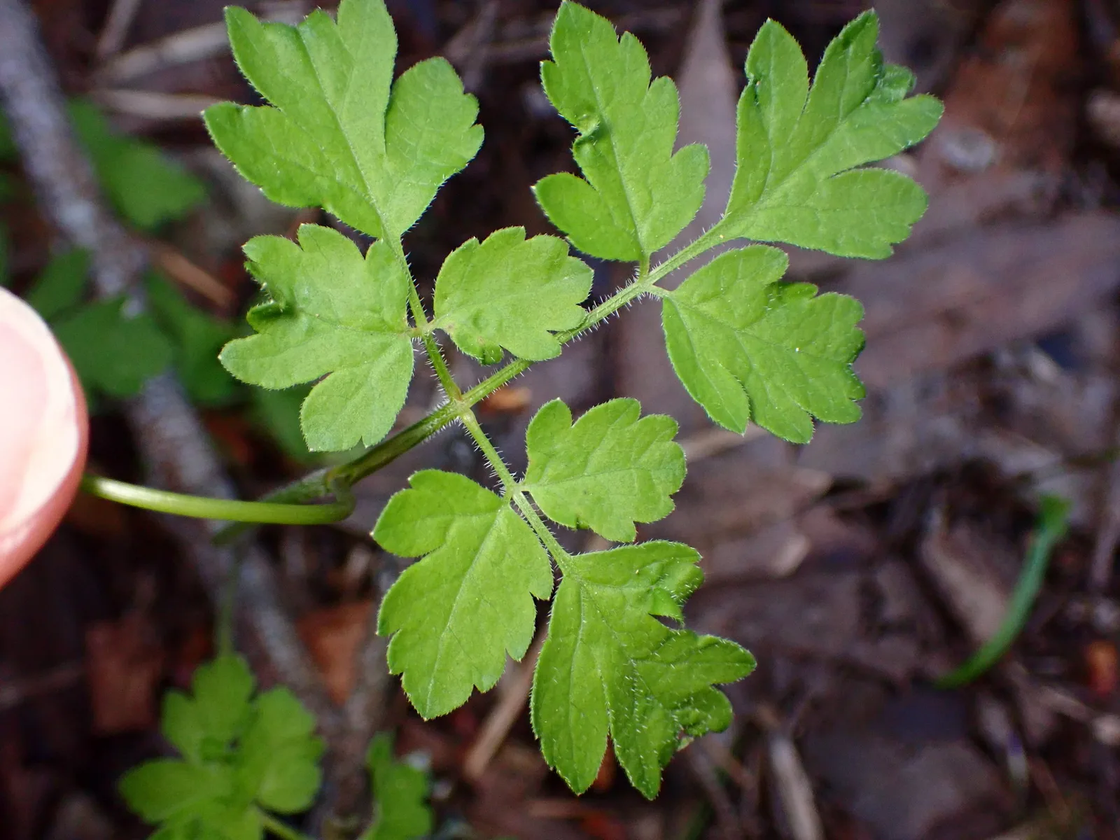 Mountain Sweet Cicely (Osmorhiza berteroi)