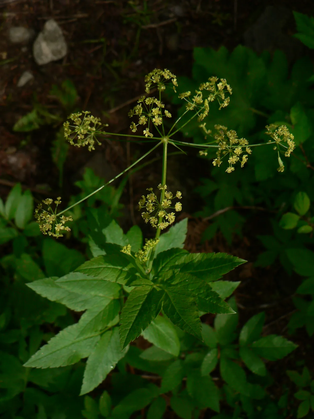 Western Sweet Cicely