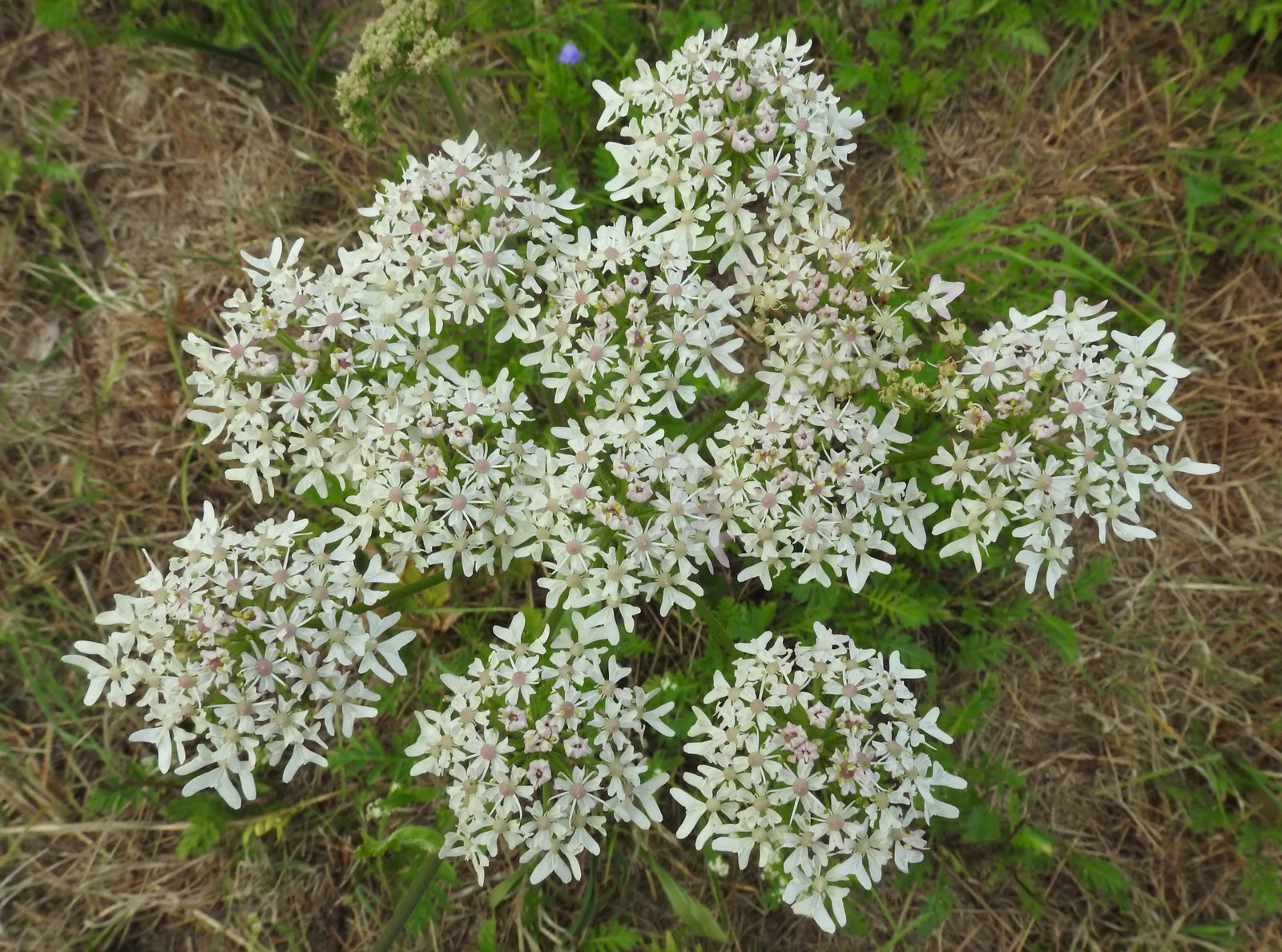 Common Hogweed (Heracleum sphondylium)