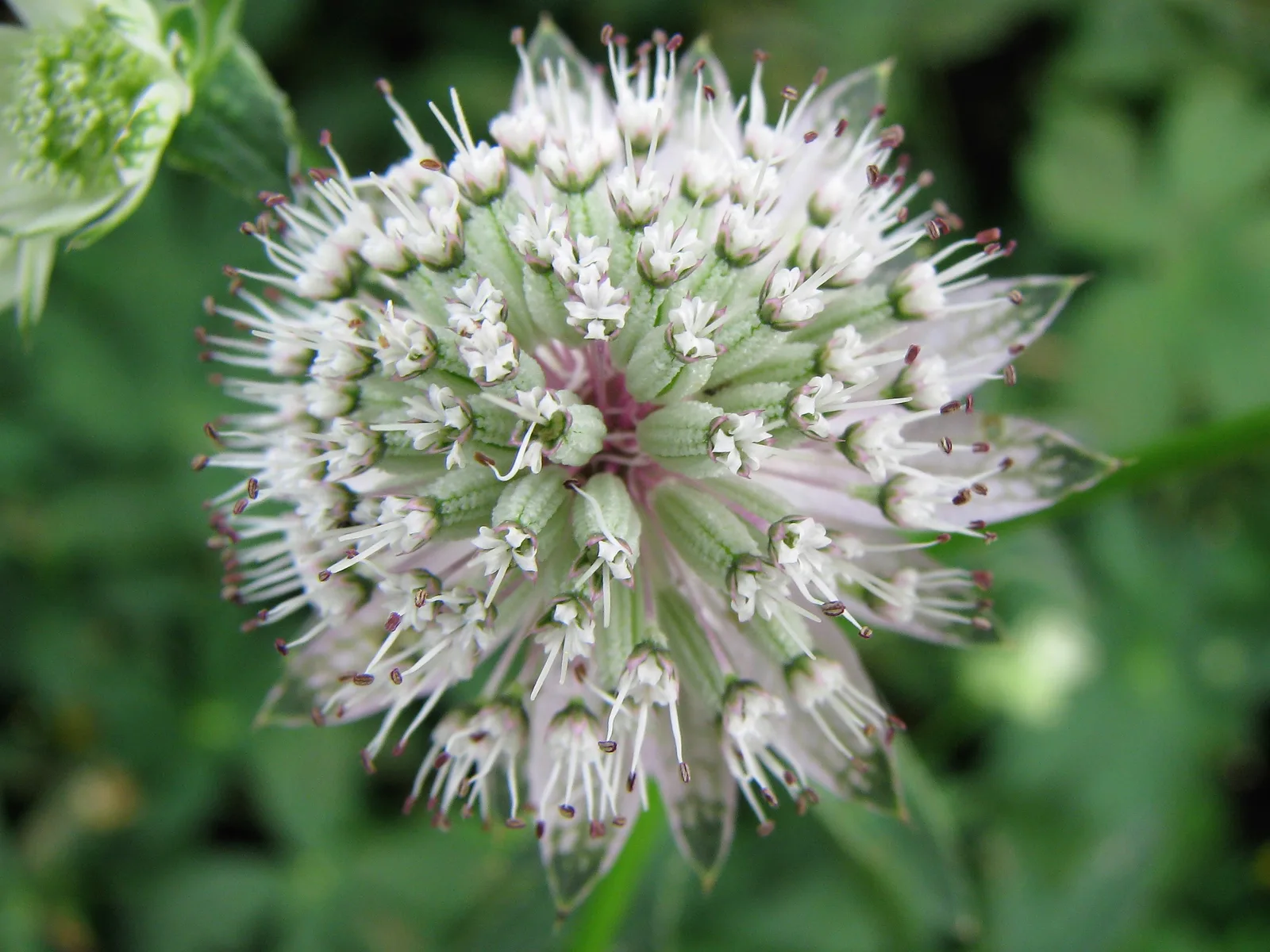 Masterwort (Astrantia major)