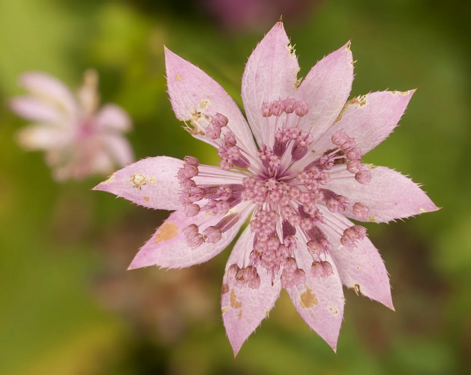 Great Masterwort (Astrantia maxima)