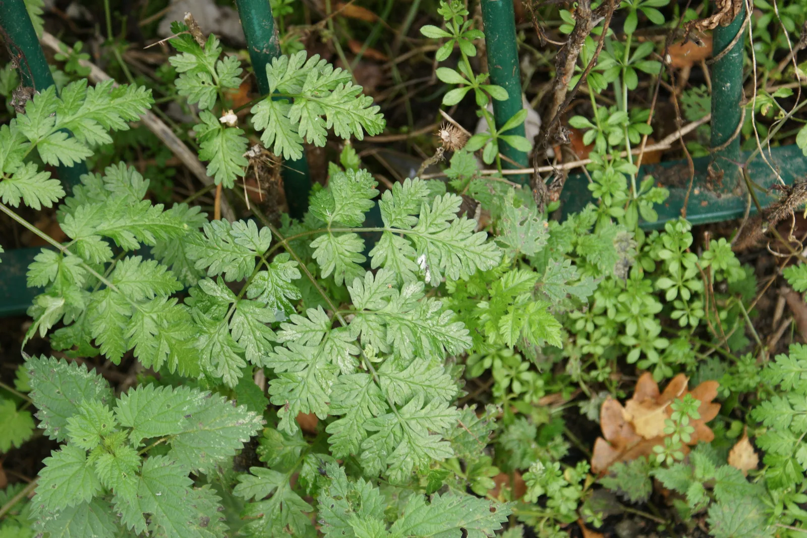 Poison Hemlock