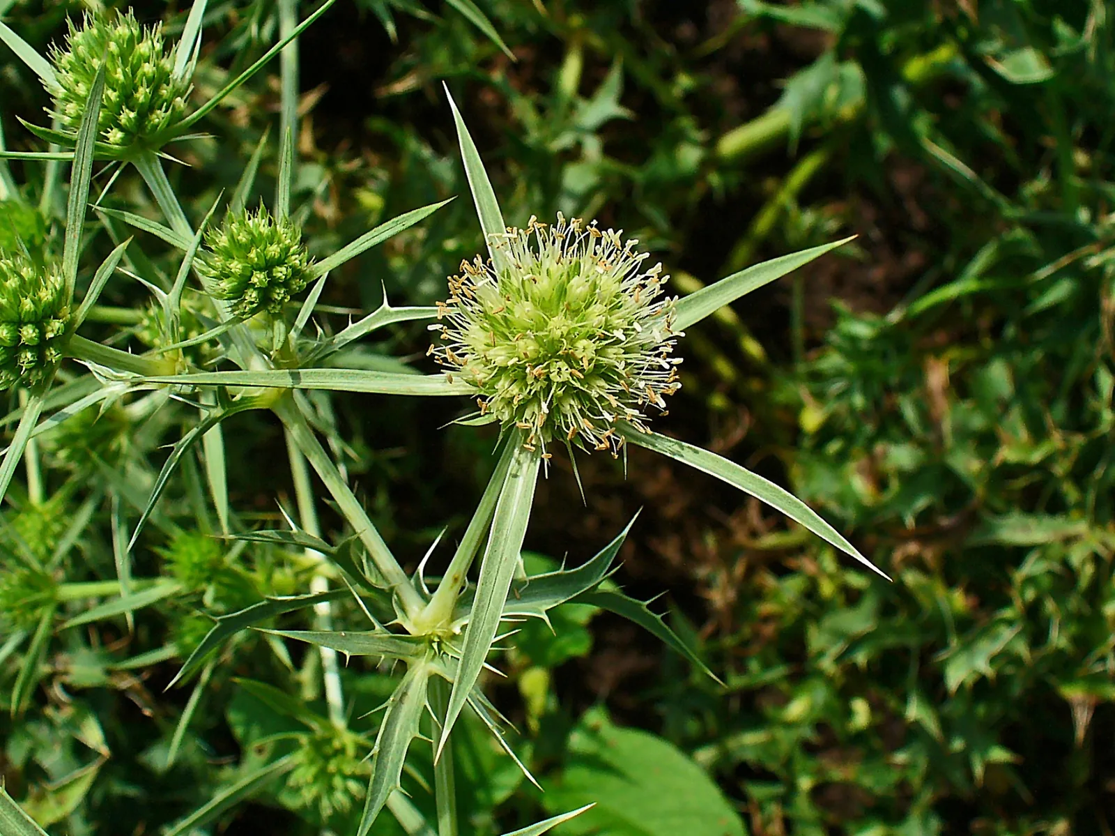 Field Eryngo