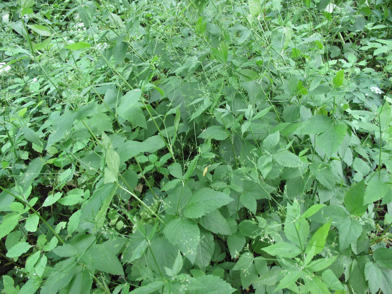 Honewort (Cryptotaenia canadensis)