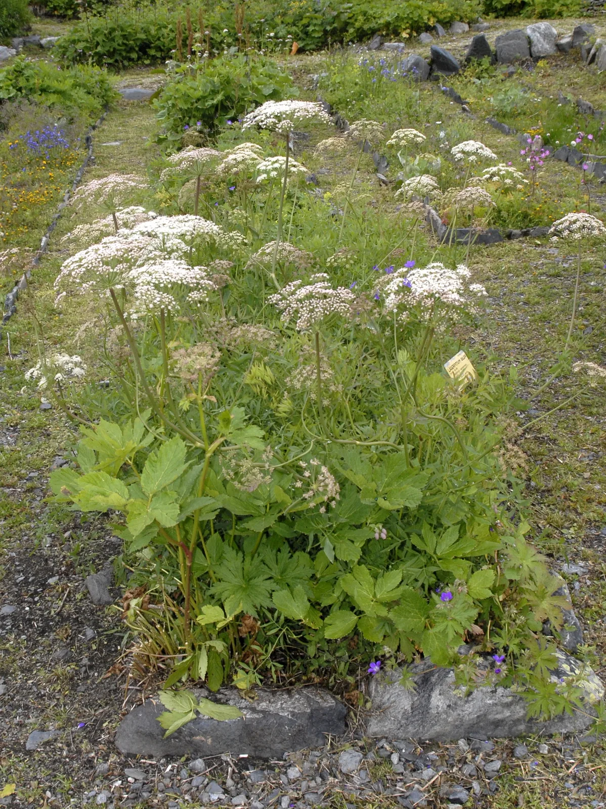 Siler (Laserpitium siler)