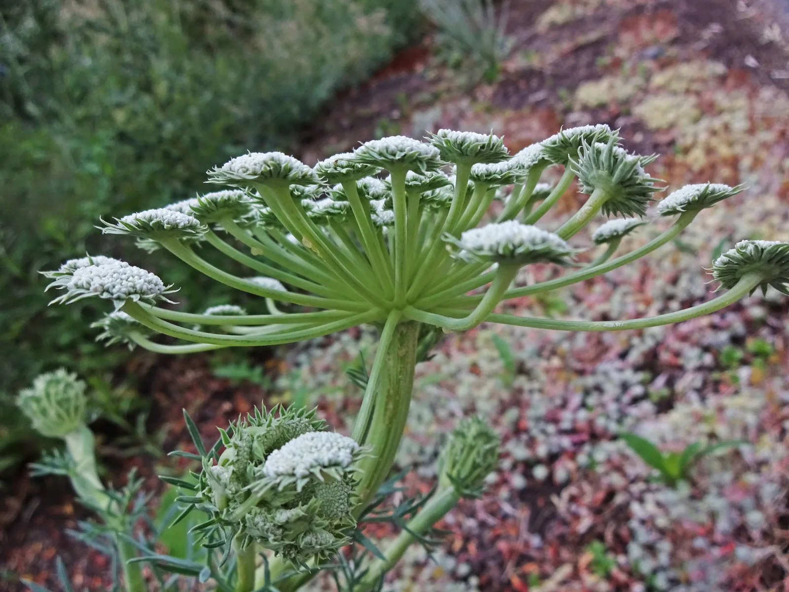 Moon Carrot (Seseli gummiferum)