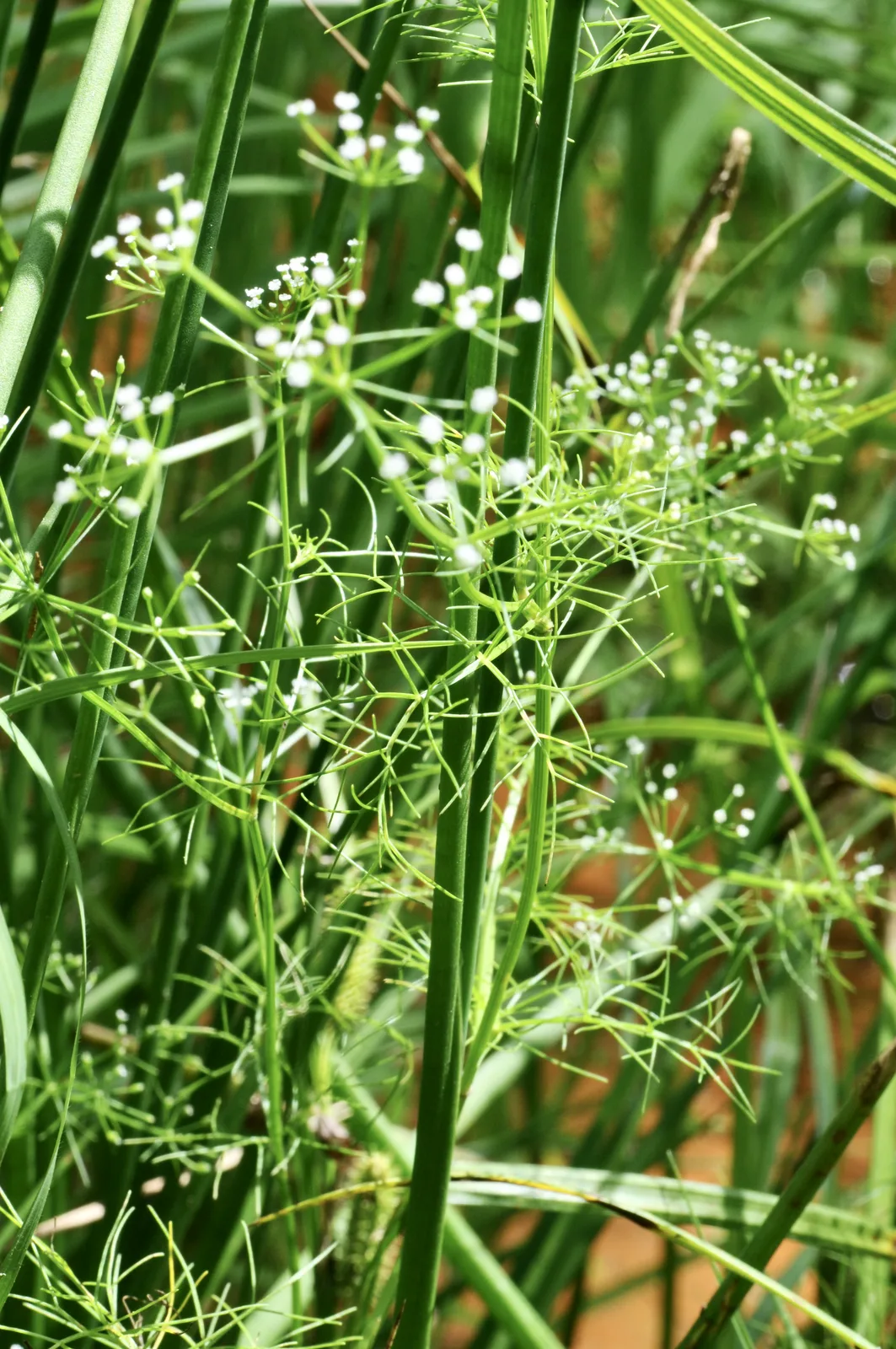 Mock Bishopweed (Ptilimnium capillaceum)
