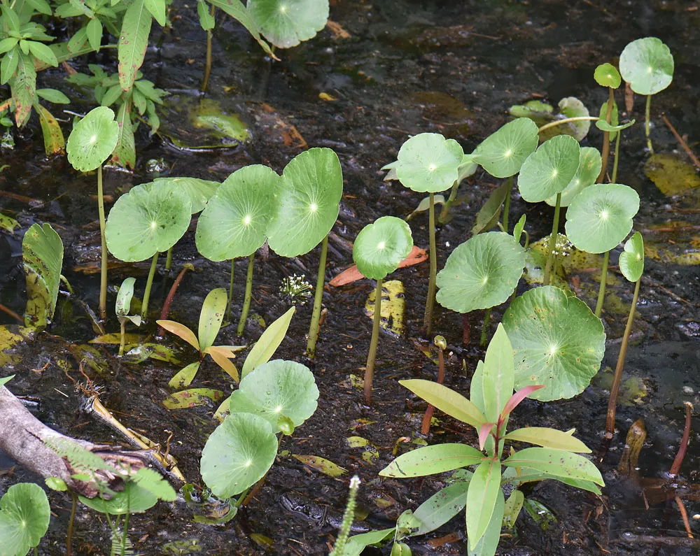Water Pennywort (Hydrocotyle umbellata)