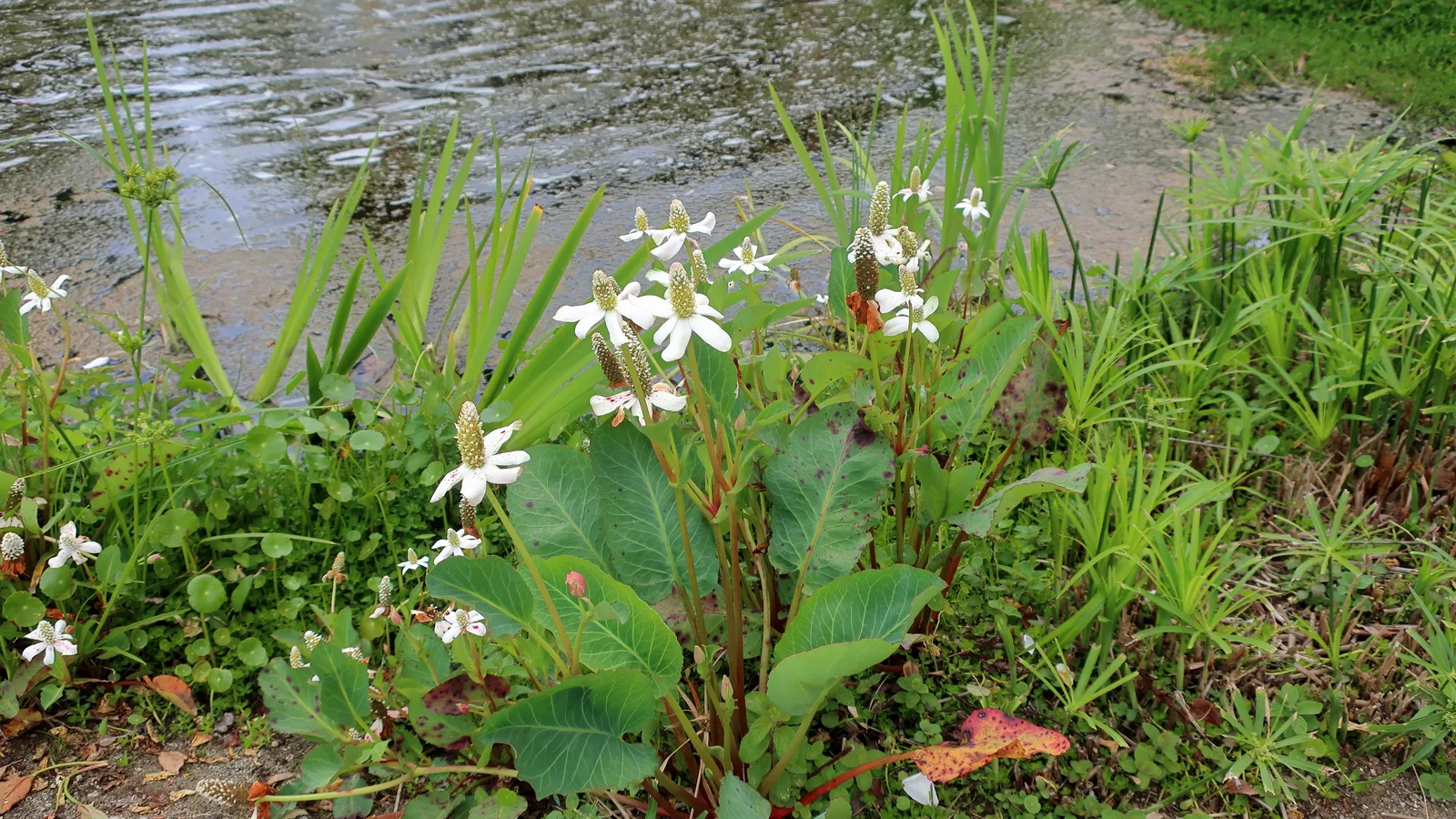 Whorled Pennywort (Hydrocotyle verticillata)
