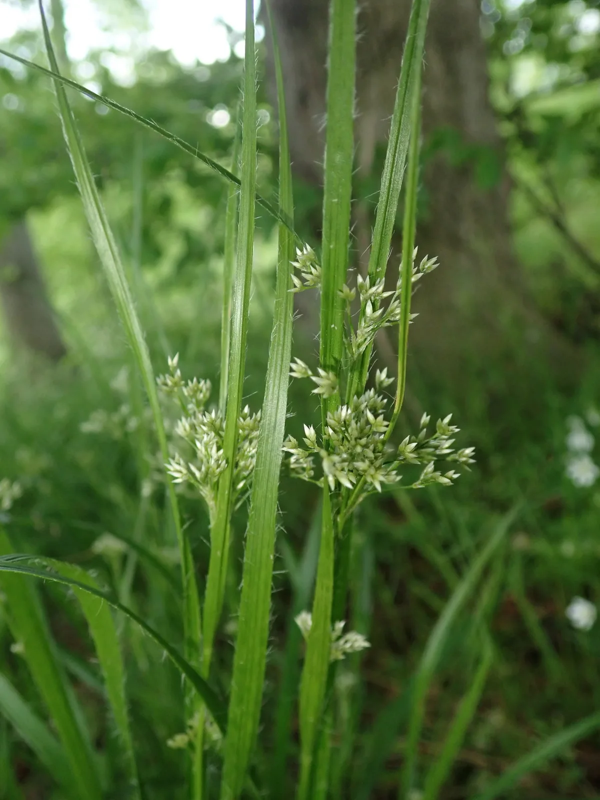 White Woodrush