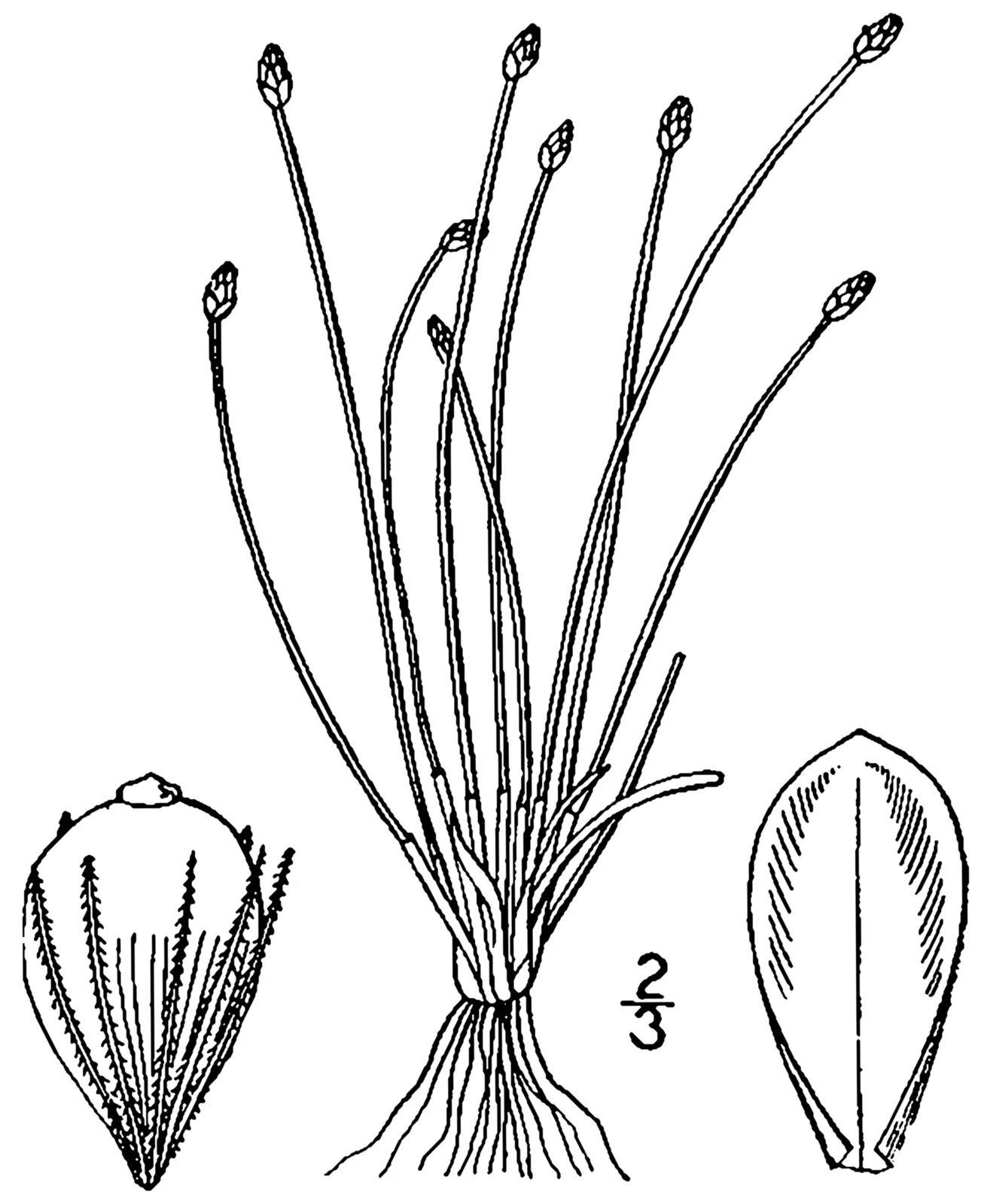 Slender Spikerush (Eleocharis tenuis)