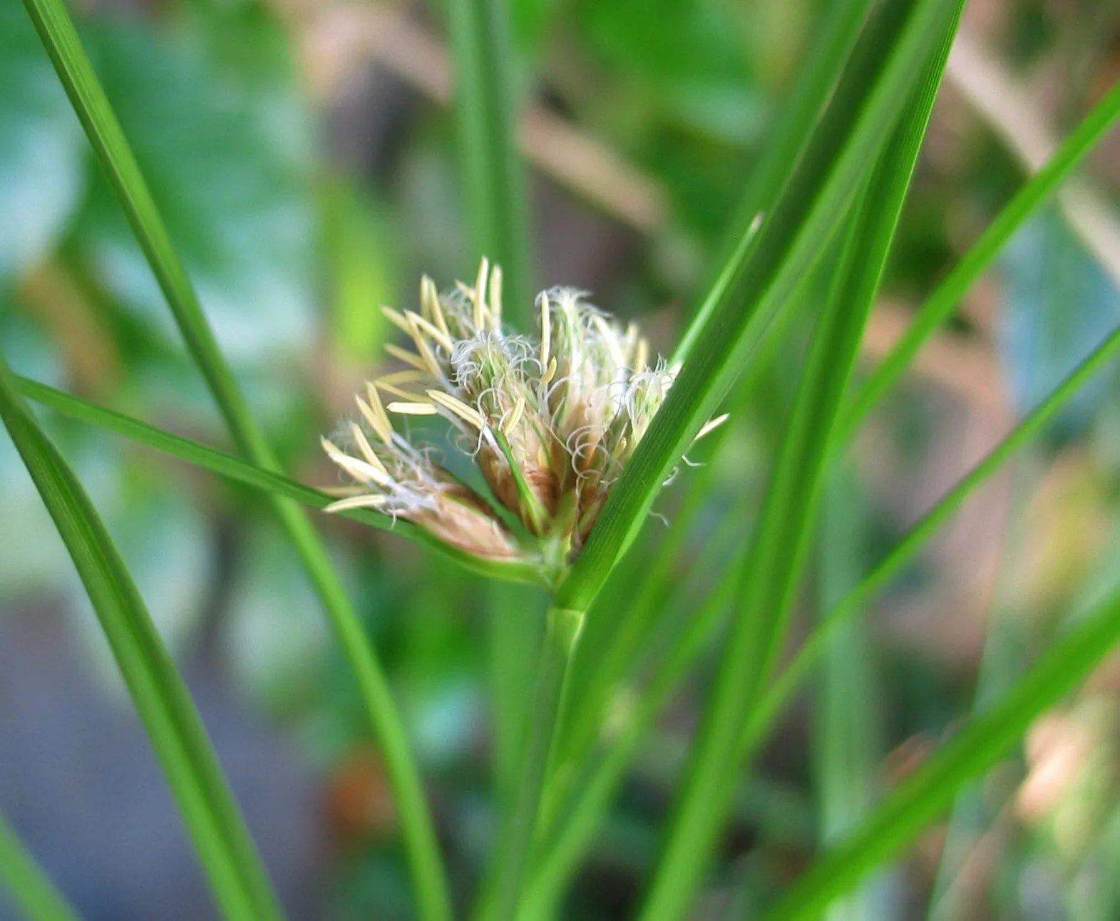 Saltmarsh Bulrush