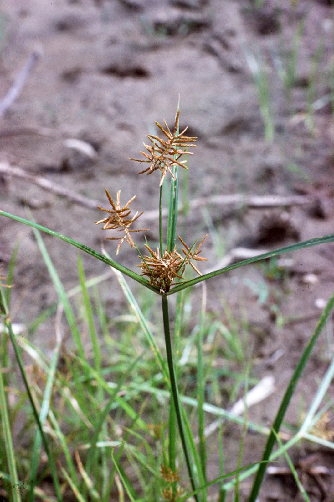 Fragrant Flatsedge (Cyperus odoratus)