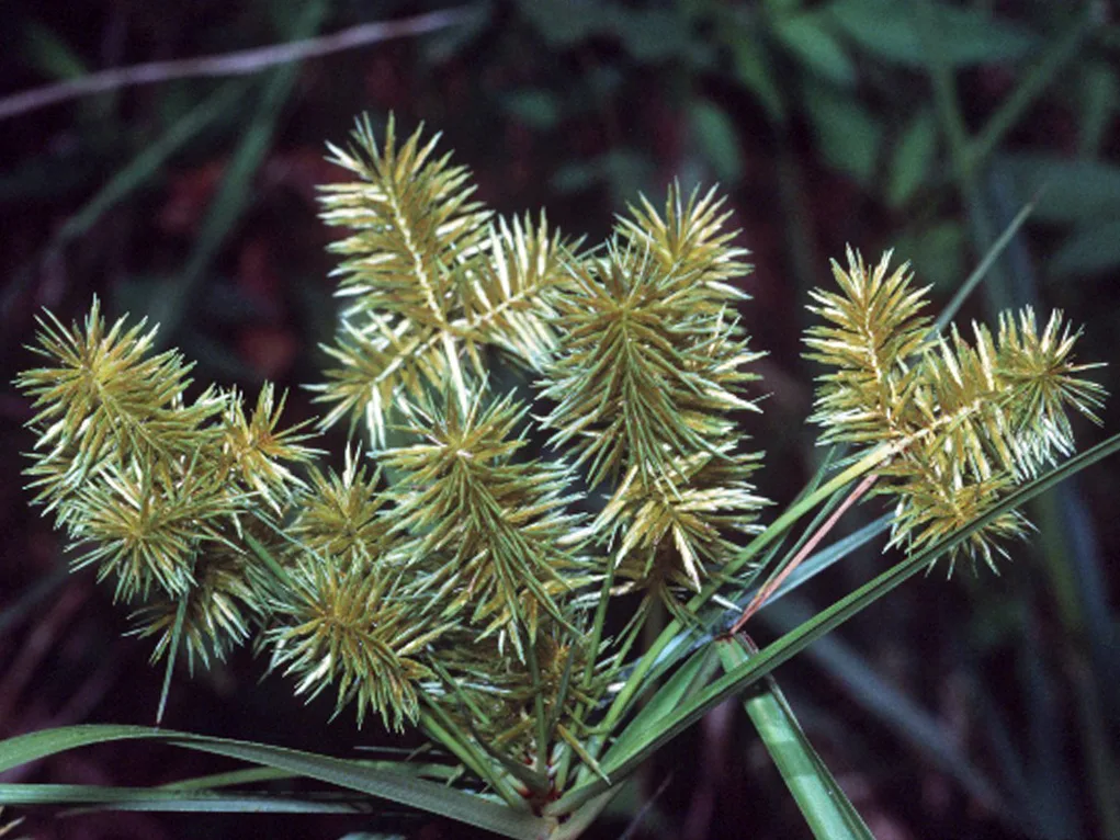 Strawcolored Flatsedge (Cyperus strigosus)
