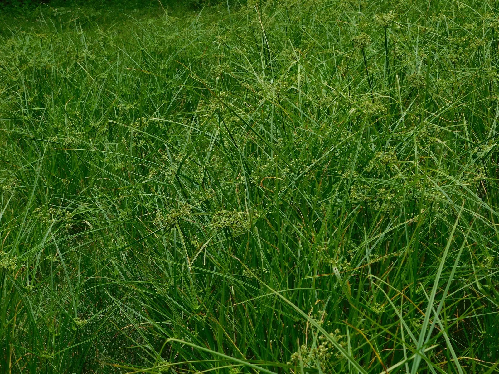 Green Flatsedge (Cyperus virens)