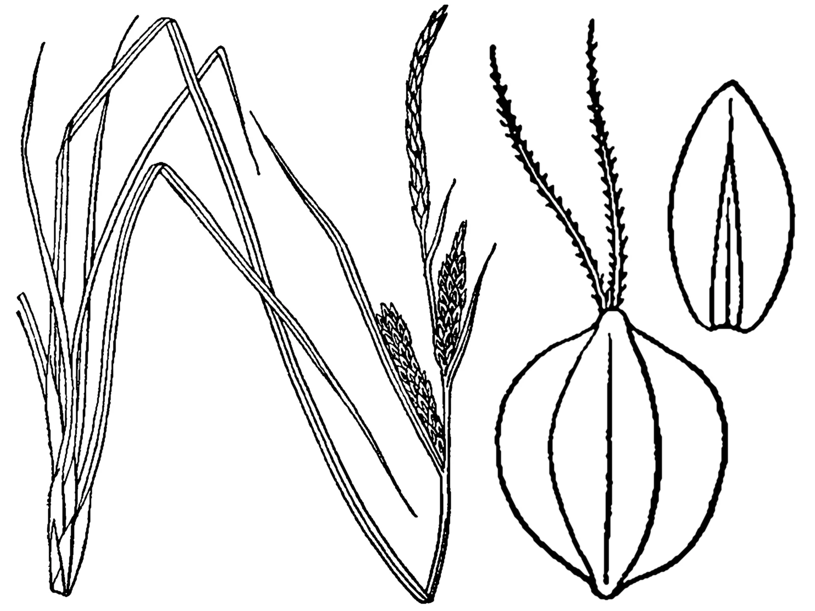 Black Sedge (Carex nigra)