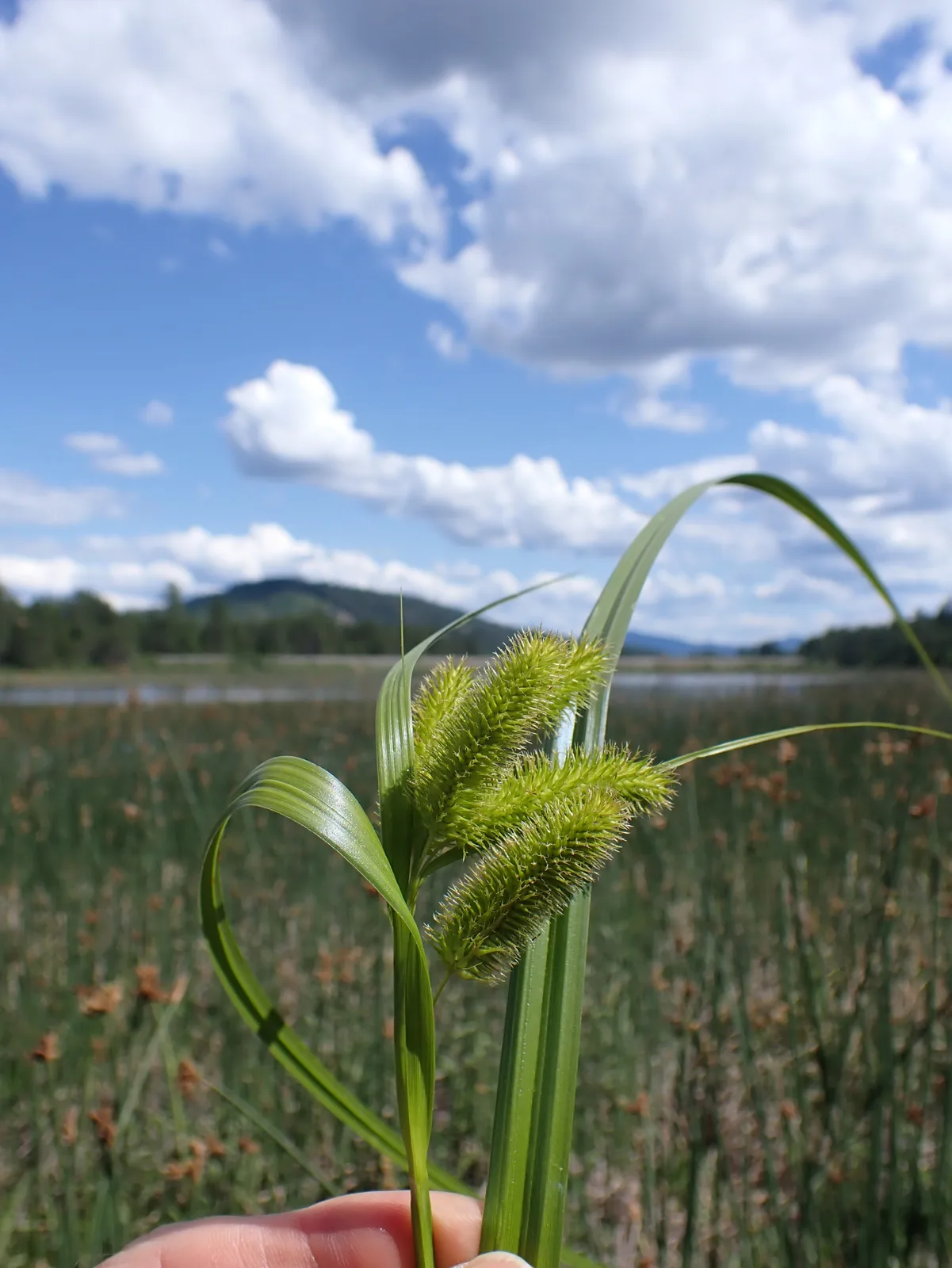 Beaked Sedge (Carex utriculata)