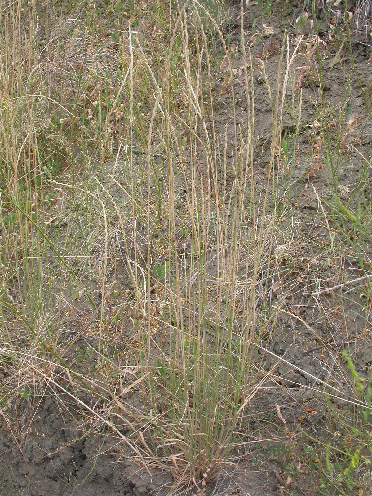 Slender Wheatgrass (Elymus trachycaulus)