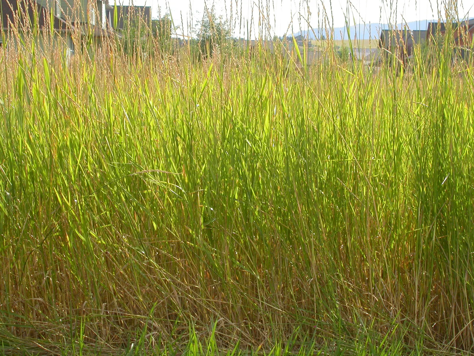 Quackgrass (Elymus repens)