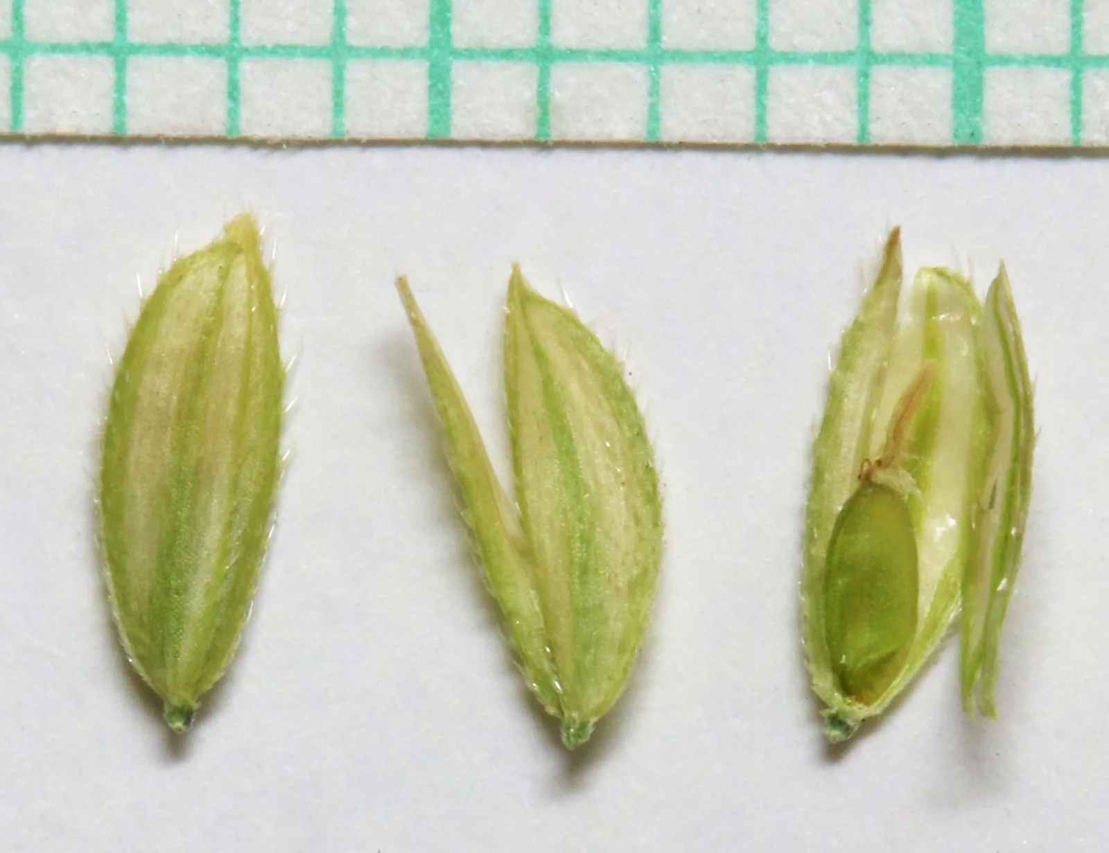Rice Cutgrass (Leersia oryzoides)