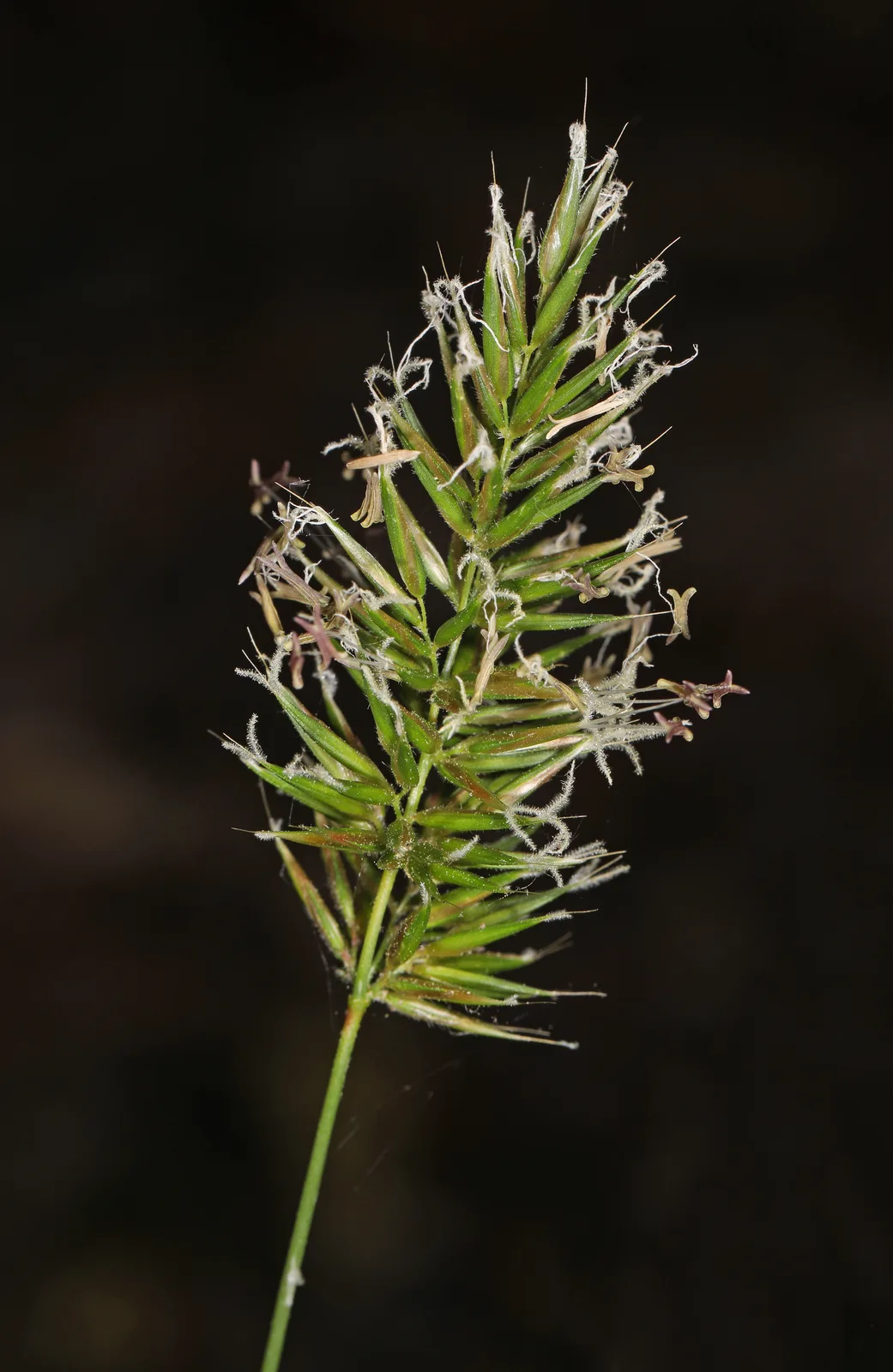 Sweet Vernal Grass